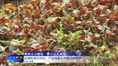 金湖街道石任村：产业绘就乡村振兴新图景
