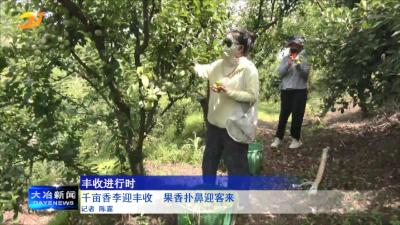 千亩香李迎丰收  果香扑鼻迎客来