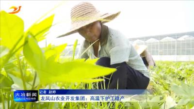 龙凤山农业开发集团：高温下护工稳产 