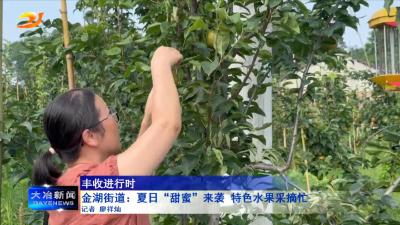 金湖街道：夏日“甜蜜”来袭 特色水果采摘忙