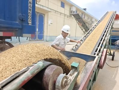 从种植到收购一条龙服务 订单农业助力夏粮颗粒归仓