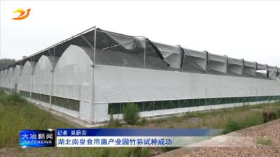 湖北南泉食用菌产业园竹荪试种成功