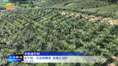 金牛镇：百亩梨飘香 采摘正当时