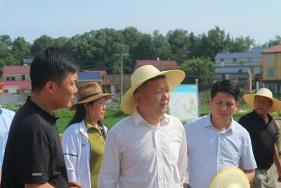 潘小进调研高标准农田建设工作 扎实推进高标准农田建设助力农业提质增效