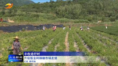 升级版金柯辣椒市场走俏
