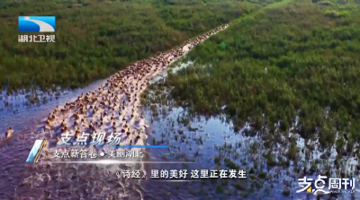 支点新答卷·美丽湖北丨3800头麋鹿见证湖北生态蝶变