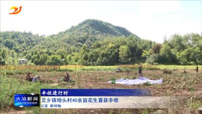 灵乡镇坳头村40余亩花生喜获丰收