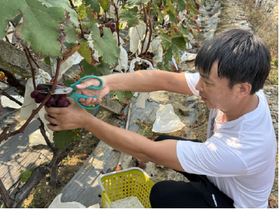 阳光绿源葡萄种植基地开园迎客