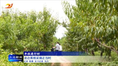 港边黄桃采摘正当时
