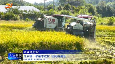 灵乡镇：早稻丰收忙 田间谷满仓