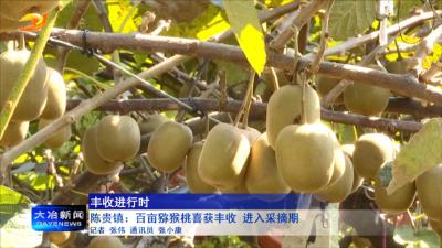 陈贵镇：百亩猕猴桃喜获丰收 进入采摘期