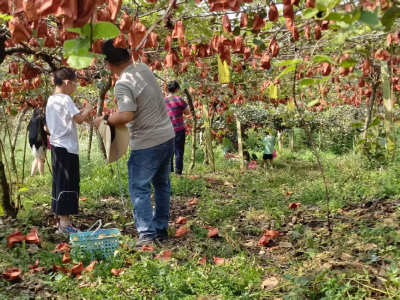 黄土坡上长出“致富果”