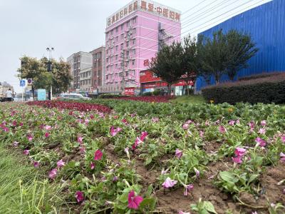 30万株鲜花“扮靓”全城迎“双节”