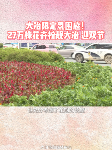 大冶限定氛围感！27万株花卉扮靓大冶 迎双节