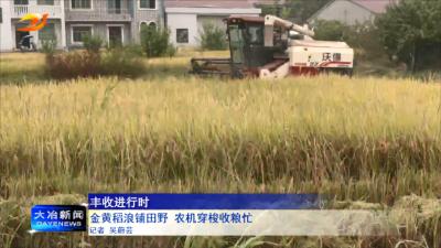 金黄稻浪铺田野 农机穿梭收粮忙