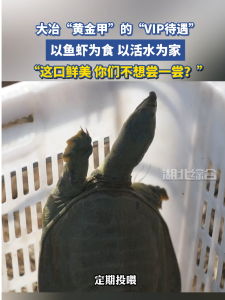 这口鲜美，你们不想尝一尝？