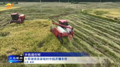 大箕铺镇袁家咀村中稻开镰丰收