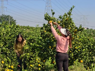 【丰收进行时】仕秦村蜜桔丰收“甜”心头