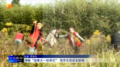 清除“加拿大一枝黄花” 筑牢生态安全防线