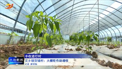 灵乡镇贺铺村：大棚轮作助增收