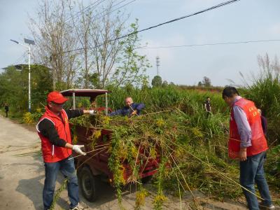 我市全面清除“加拿大一枝黄花”
