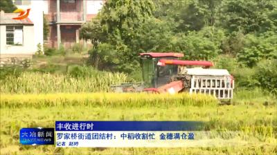 罗家桥街道团结村：中稻收割忙 金穗满仓盈