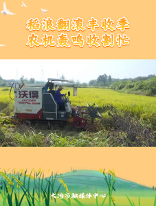 稻浪翻滚丰收季 农机轰鸣收割忙#农忙秋收#丰收的季节