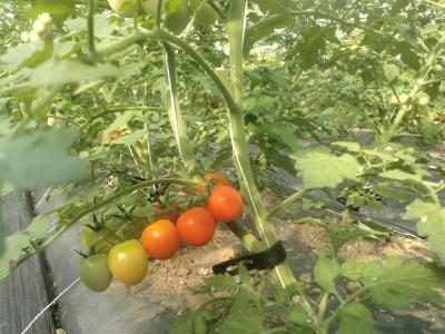 法国小番茄“落户”大箕铺