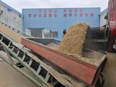 【丰收进行时】秋粮收购迎高峰 市农发集团守好“粮袋子”“钱袋子”