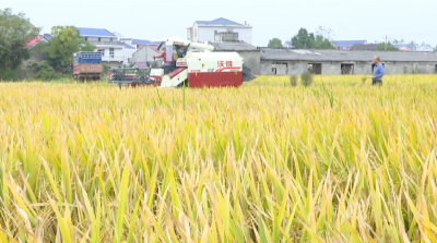 【丰收进行时】“程满仓”和他的丰收秘诀