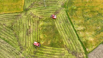 【丰收进行时】大箕铺镇中稻开镰丰收 金黄稻浪映衬农户笑颜