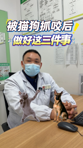 被猫狗抓咬后，应该怎么做？#E路有你网络文明