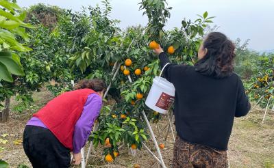 【丰收进行时】金果压枝头 甜了舌尖富了农