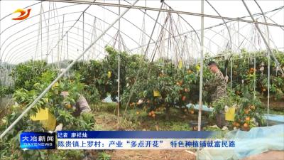 陈贵镇上罗村：产业“多点开花” 特色种植铺就富民路