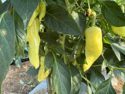 贺铺村：金柯辣椒喜获丰收