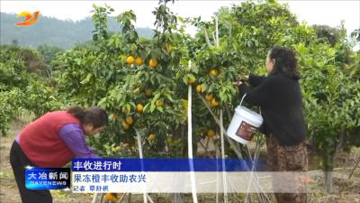 果冻橙丰收助农兴