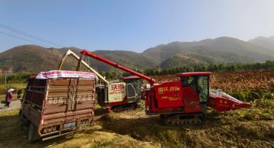 【丰收进行时】冬日田野“高粱红” 机械“吞吐”绘丰景