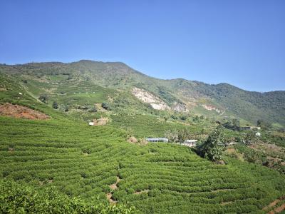 骆名雄：一心只为种出“金叶子”