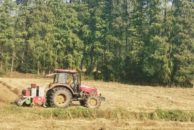 灵乡镇：万亩油菜静待来年好“丰”景