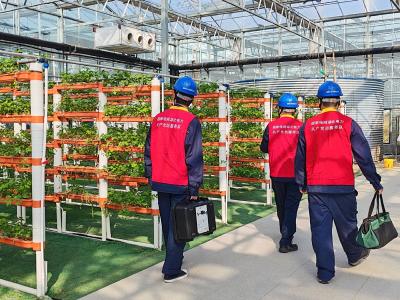 电力人护航现代农业“越冬”生长