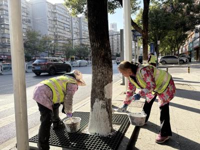 城区10万余棵树木将披上越冬“铠甲”