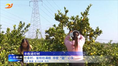 仕秦村：蜜桔挂满枝 丰收“甜”心头