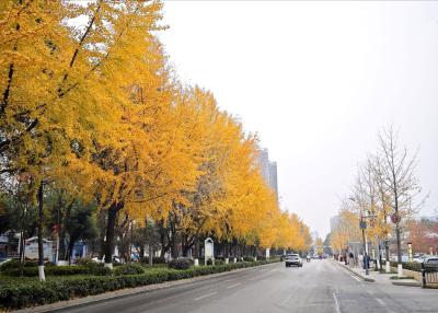 【图片新闻】银杏黄了