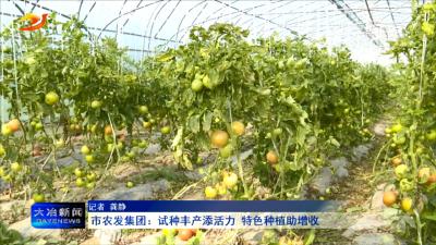 市农发集团：试种丰产添活力 特色种植助增收