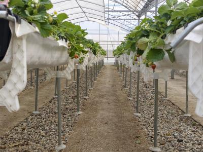 鑫农园：空中垂挂“莓”好时光