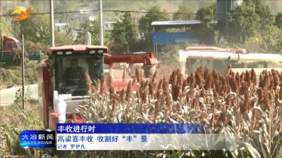 高粱喜丰收 收割好“丰”景