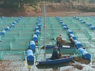灵乡镇子山村鳝鱼养殖喜获丰收