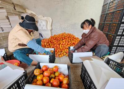 科技种出“反季红” 国企托起“致富棚” 大冶农发集团千亩果蔬基地迎来丰收