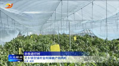 灵乡镇贺铺村金柯辣椒产销两旺