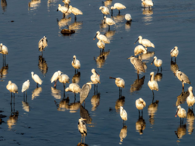 【图片新闻】白琵鹭情系大冶湖